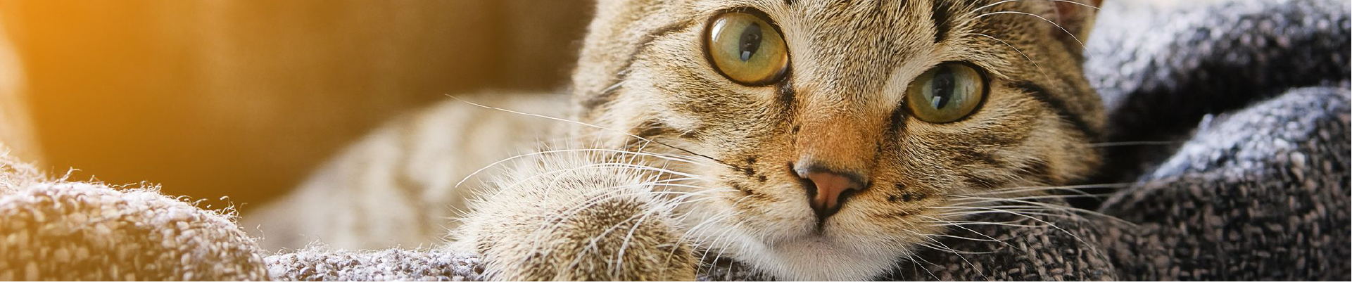 Ningbo Tom Pet Products Co., Ltd