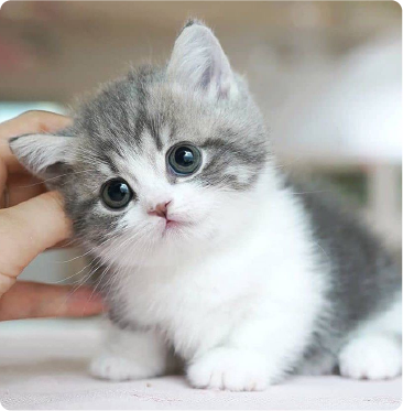 Pet Toys